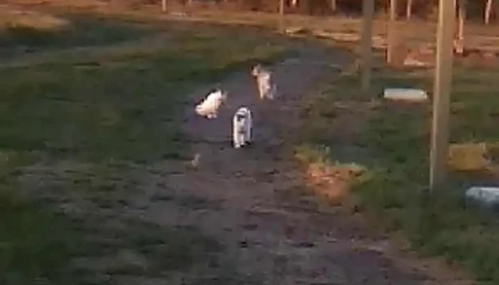 Centro Mec Villa Constitucion Videos - Constitución