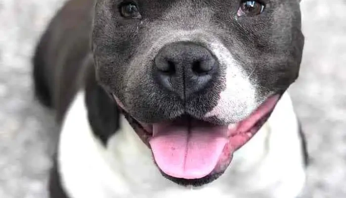 CentroVet - 90000 Canelones