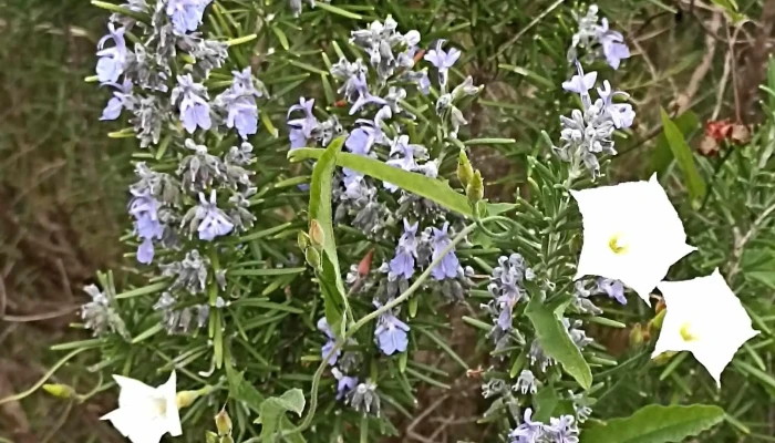 Chacra Erbabuona -  Horario - Piriápolis