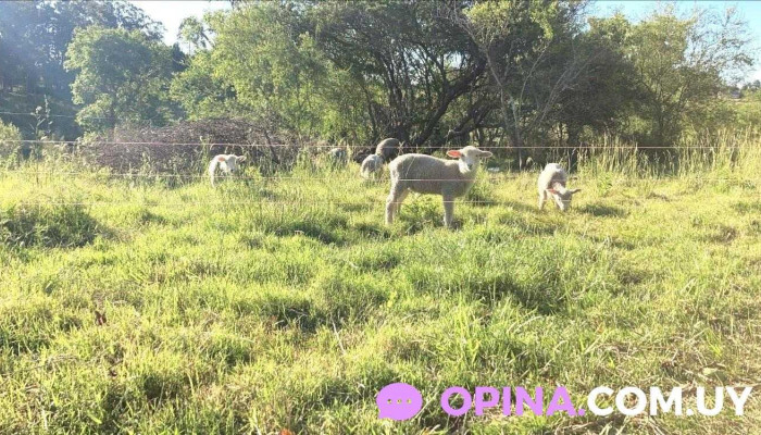 Chacra La Escondida -  Como Llegar - Barros Blancos