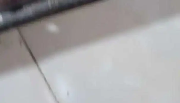 Churrasquitos Subagente De Quinielas 218 Videos - Piedra del Toro