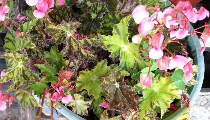 Circulo Catolico   Sucursal Colon Instagram - Montevideo