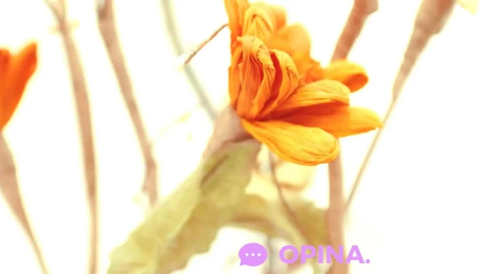 Claudia Gutierrez Estilista Unisex -  Del Propietario - Las Toscas