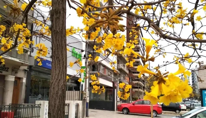 Clinica Montevideo Skin -  Edificio - Montevideo
