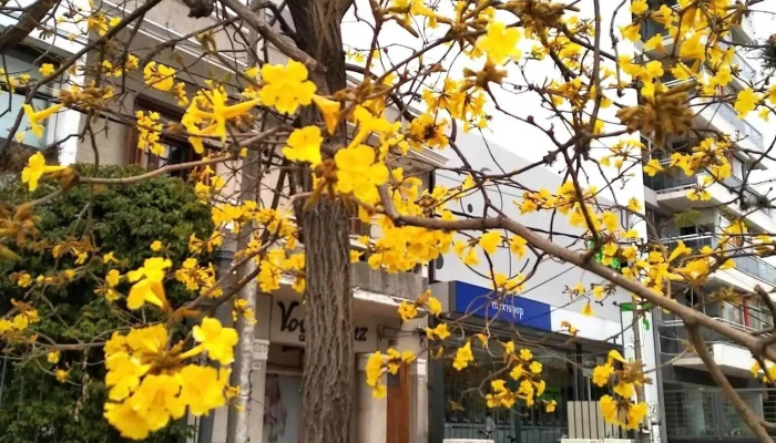 Clinica Montevideo Skin -  Puntaje - Montevideo