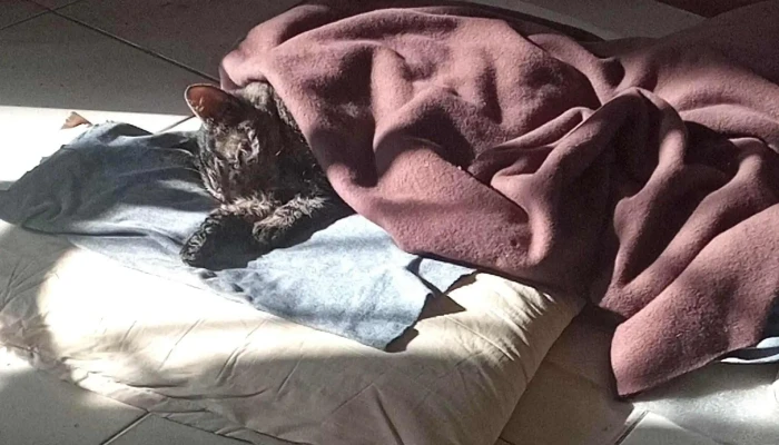 Clinica Veterinaria Carrasco Videos - Montevideo