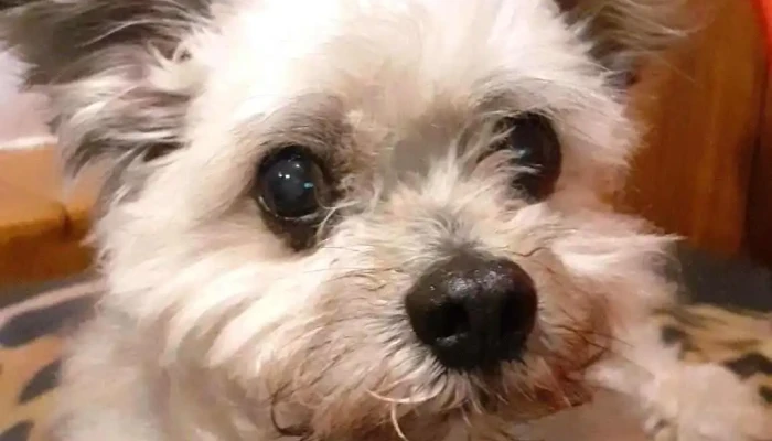 Clinica Veterinaria Cleo - 11600 Montevideo