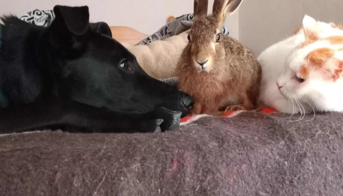 Clinica Veterinaria India Catalogo - Santa Lucía