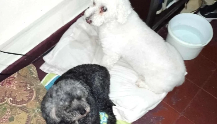 Clinica Veterinaria India Como Llegar - Santa Lucía