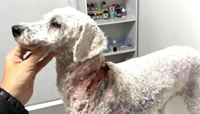 Clinica Veterinaria India Del Propietario - Santa Lucía