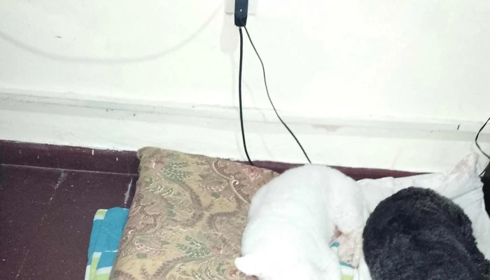 Clinica Veterinaria India Fotos - Santa Lucía