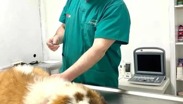 Clinica Veterinaria India Perro - Santa Lucía