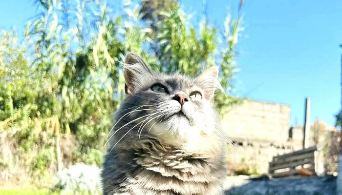 Clinica Veterinaria India Precios - Santa Lucía