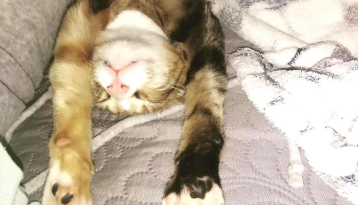 Clinica Veterinaria India Promocion - Santa Lucía