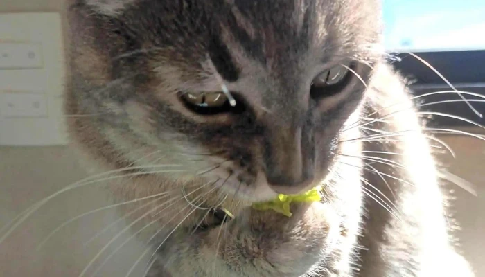 Clinica Veterinaria India Puntaje - Santa Lucía