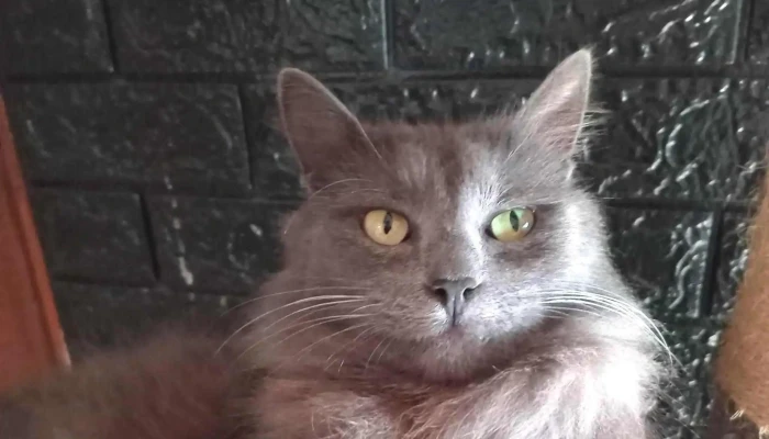 Clínica Veterinaria India - Santa Lucía