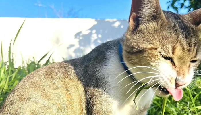 Clinica Veterinaria India Ubicacion - Santa Lucía