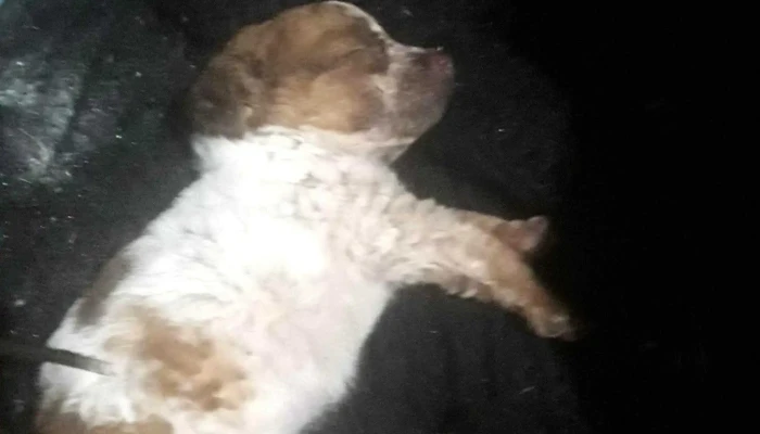 Clinica Veterinaria La Lugarena Direccion - Progreso