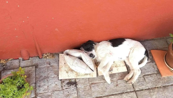 Clínica Veterinaria La Lugareña - Progreso