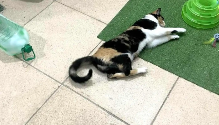 Clinica Veterinaria Millan 2 Perro - Montevideo