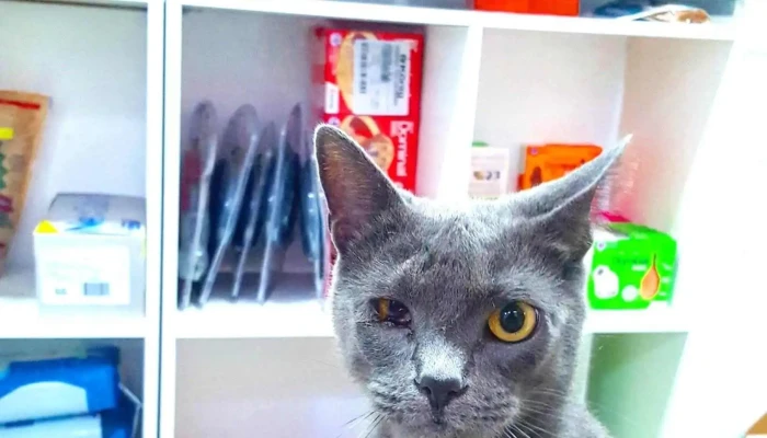 Clinica Veterinaria Molinos de Raffo - 12900 Montevideo