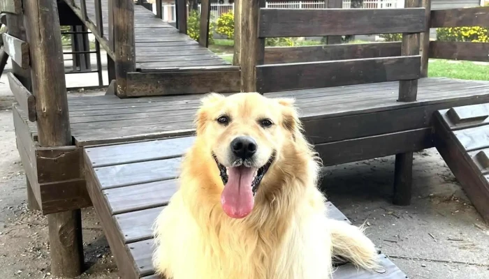 Clinica Veterinaria Nuevo Centro - 11800 Montevideo