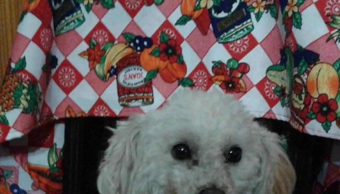 Clinica Veterinaria Paysandu Abierto Ahora - Paysandú