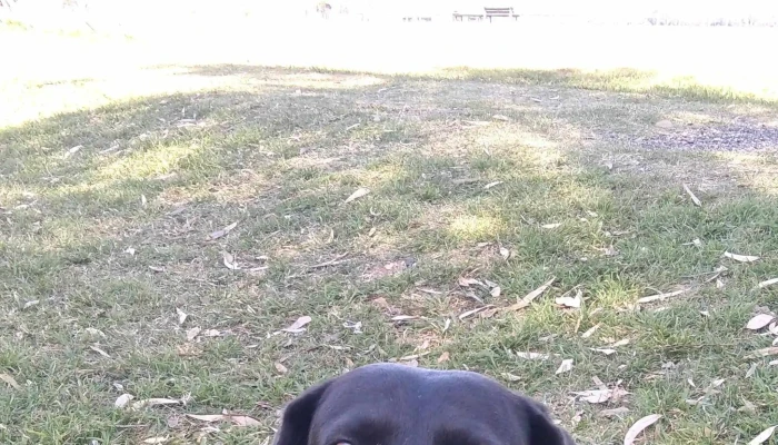 Clinica Veterinaria Paysandu Como Llegar - Paysandú