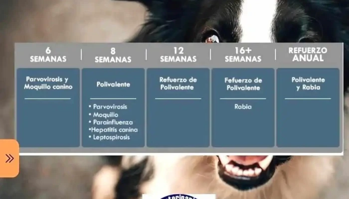 Clinica Veterinaria Paysandu Del Propietario - Paysandú
