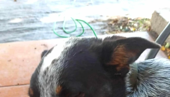 Clinica Veterinaria Paysandu Descuentos - Paysandú