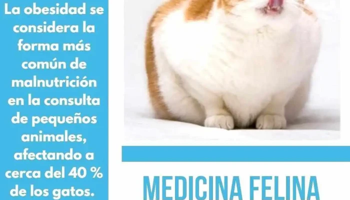 Clinica Veterinaria Paysandu Gato - Paysandú