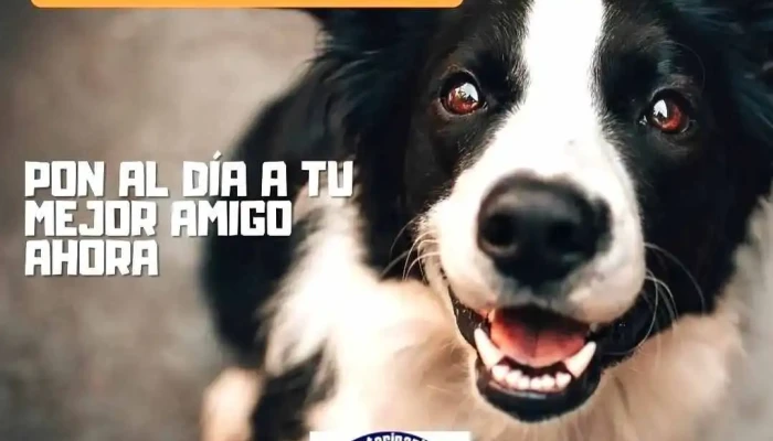 Clinica Veterinaria Paysandu Perro - Paysandú