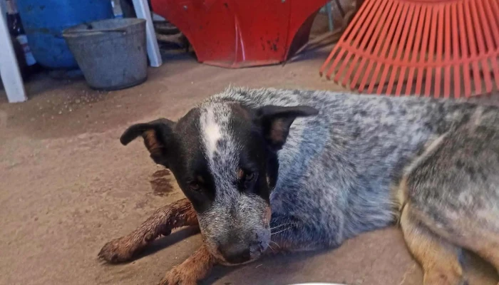 Clinica Veterinaria Paysandu Telefono - Paysandú