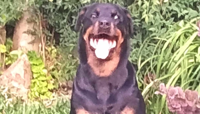 Clinica Veterinaria Paysandu Ubicacion - Paysandú