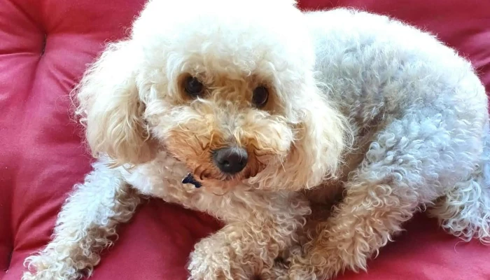 Clinica Veterinaria Pocitos Cerca De Mi - Montevideo