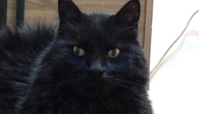 Clinica Veterinaria Pocitos Como Llegar - Montevideo