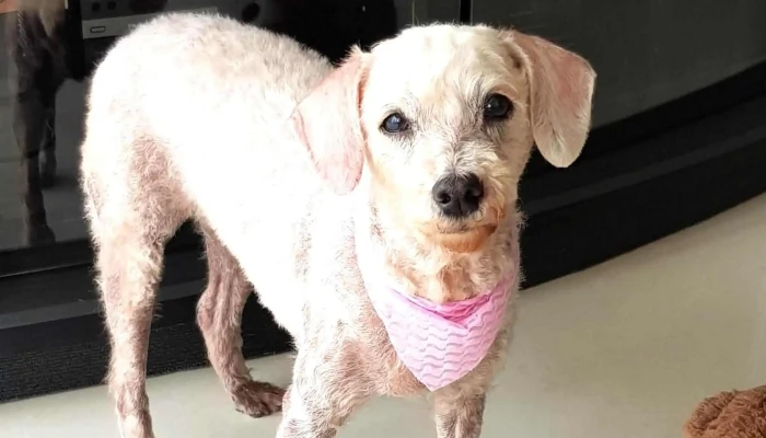 Clinica Veterinaria Pocitos Direccion - Montevideo