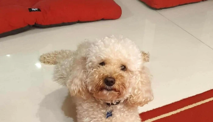 Clinica Veterinaria Pocitos Numero - Montevideo