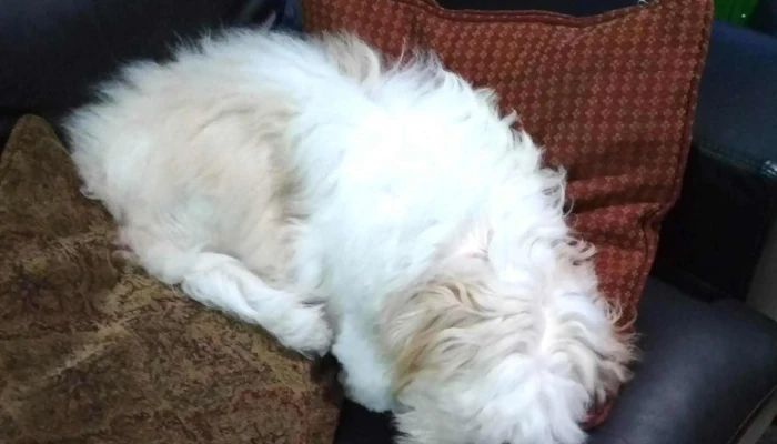 Clinica Veterinaria Toco Catalogo - Melo