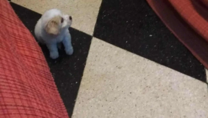 Clinica Veterinaria Toco Comentarios - Melo