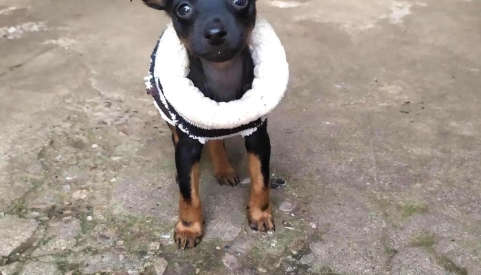 Clinica Veterinaria Toco Descuentos - Melo