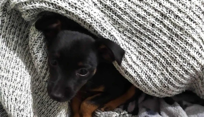 Clinica Veterinaria Toco Donde - Melo