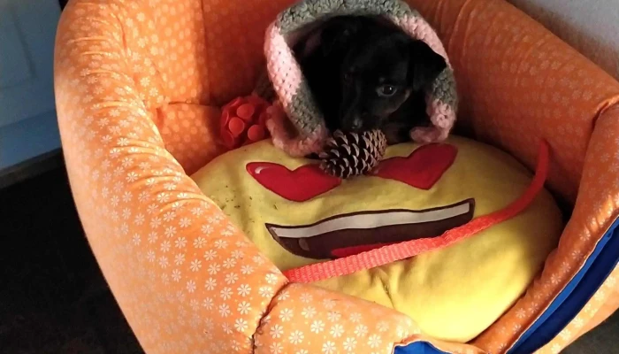 Clínica Veterinaria Toco - Melo