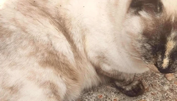 Clinica Veterinaria Toco Numero - Melo