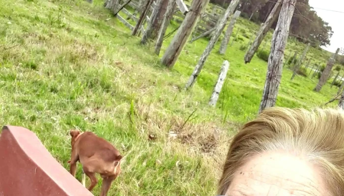 Clinica Veterinaria Toco Sitio Web - Melo