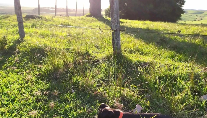 Clinica Veterinaria Toco Telefono - Melo