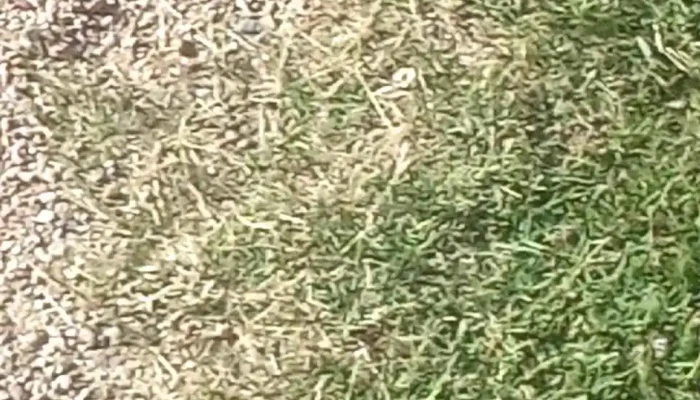 Club America Videos - Montevideo