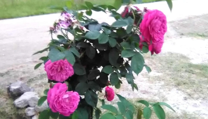 Club Maracana Tarariras Promocion - Tarariras