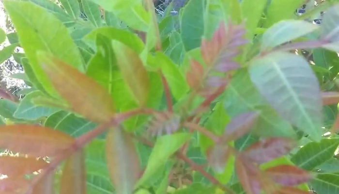 Club Uruguay -  Todo - Tomas Gomensoro