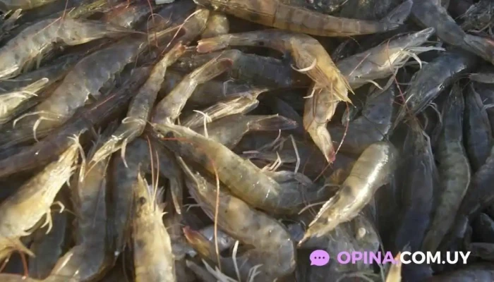 Cocina De La Barra -  Laguna De Rocha Del Propietario - Laguna de Rocha (rincon de la Laguna)